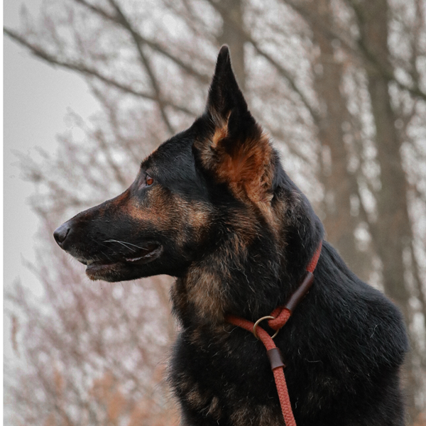 Sliplijn Verstelbaar | Limited Edition Bruin - Cooper & Quint