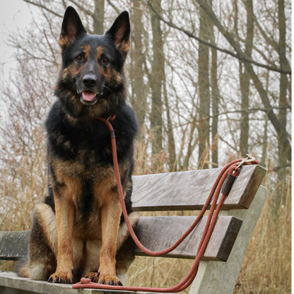 Sliplijn Verstelbaar | Limited Edition Bruin - Cooper & Quint