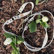 Simply Hemp Hondenriem | Schelpenwit