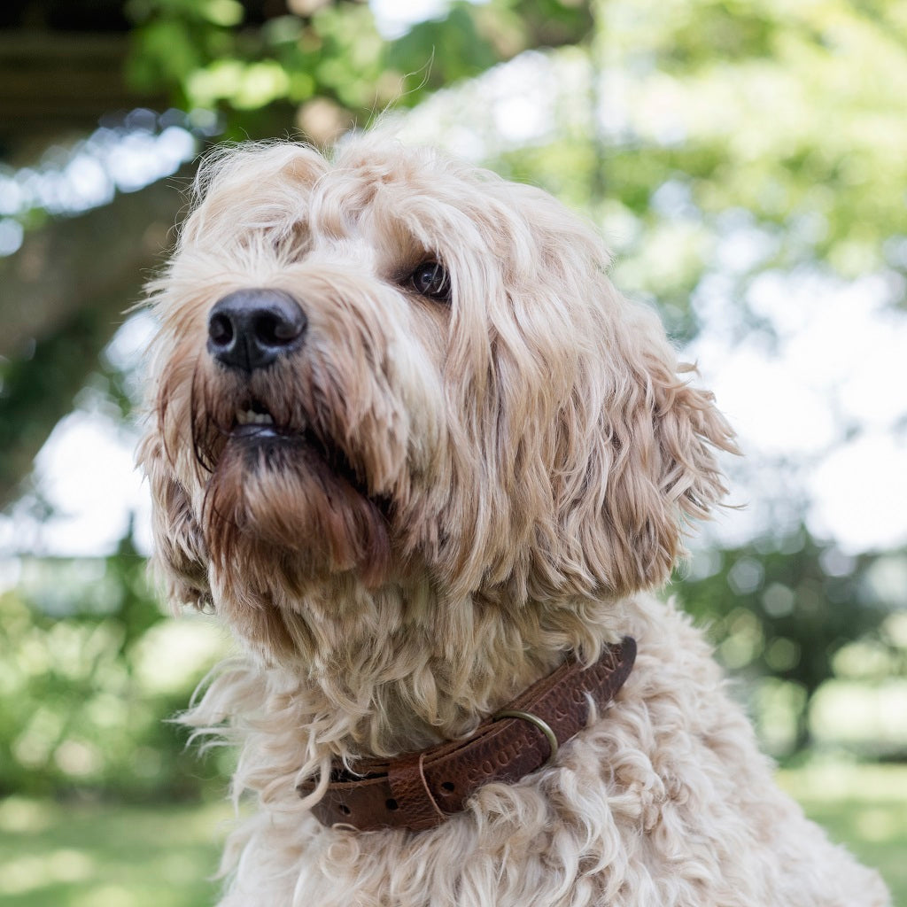 No Fuss Halsband Hond Leer Stone - Cooper & Quint